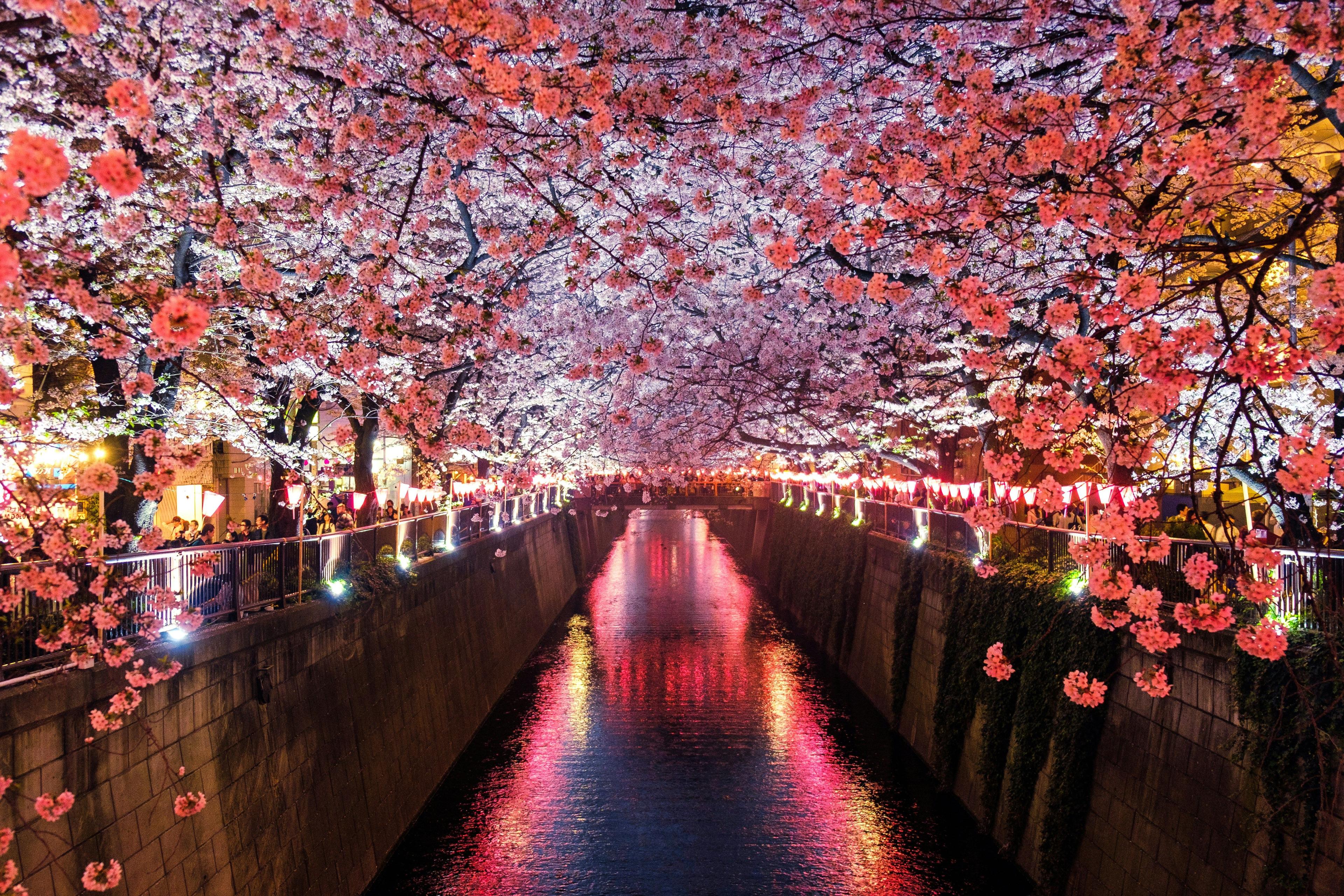 Image of Cruise from Tokyo to Tokyo