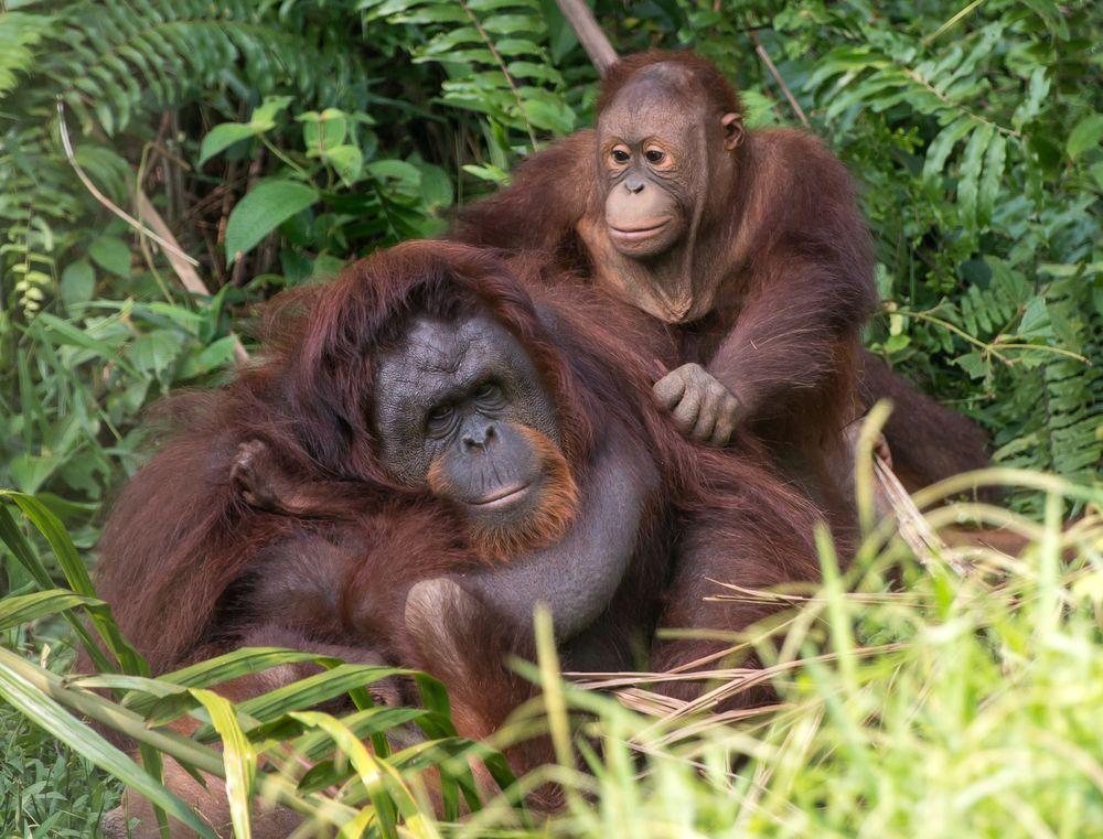 crystal cruise Orangutan Sanctuary (1)