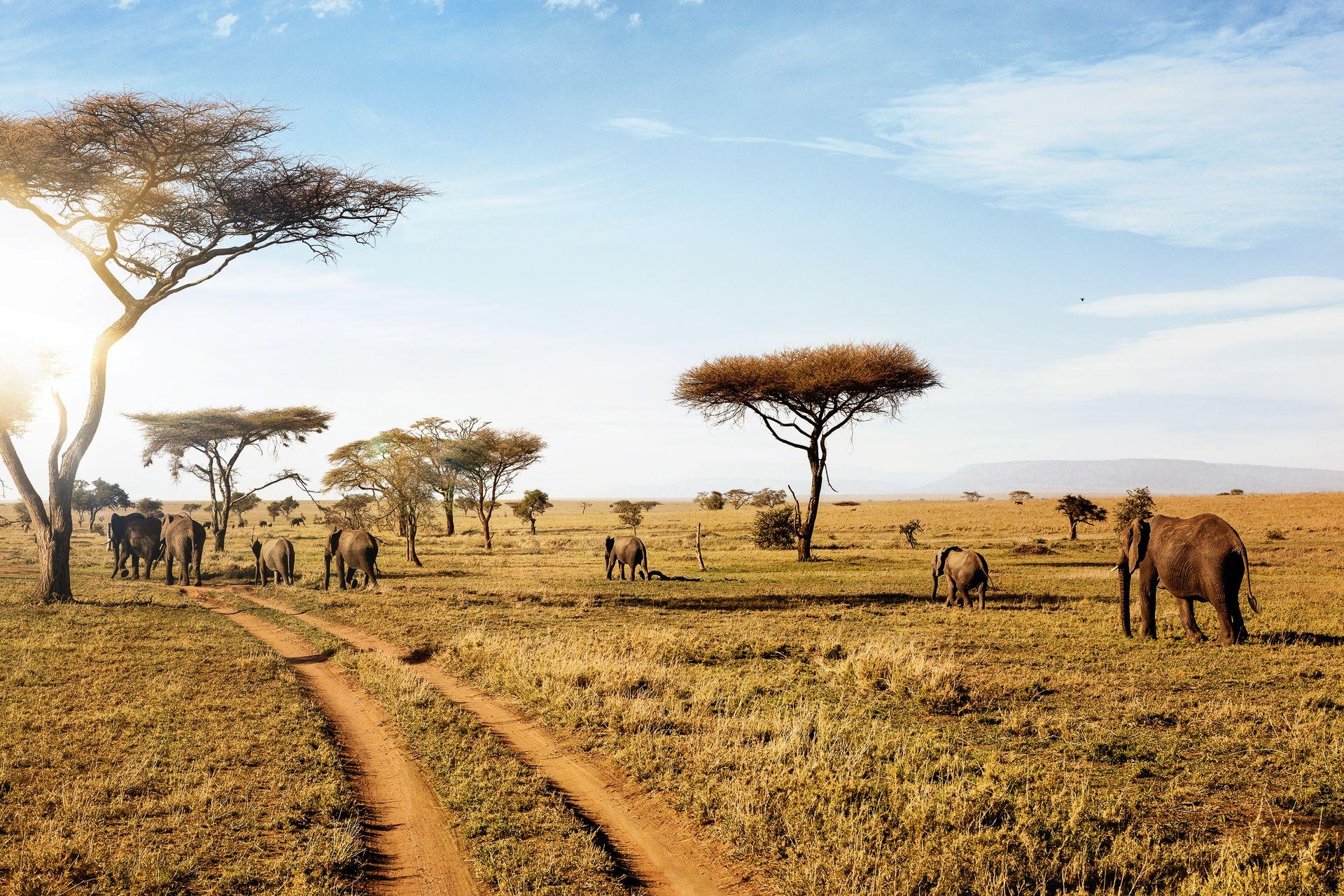 Serengeti National Park Adventure